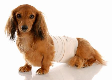 Покажите послеоперационный бандаж на живот для собак (или его выкройку)
