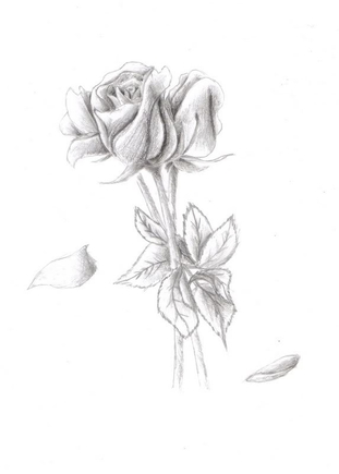 можете показать кртинку розы или чегото другова что мможно нарисовать от руки?!желательно длиное извевающееся?