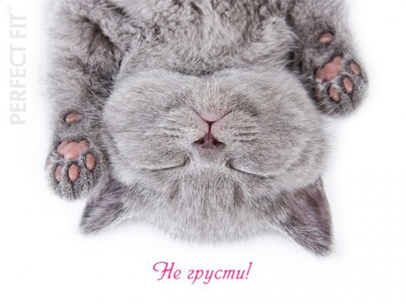 Покажите картинку на которой изображен кот и слова на тематику "Не грусти" ?