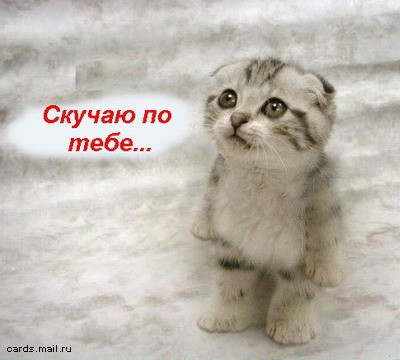Покажите картинку на которой изображен кот и слова на тематику "Не грусти" ?