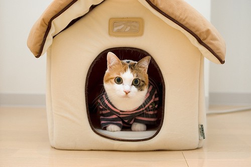 Покажите красивые домики для котиков.