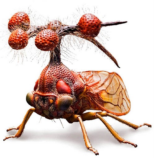Какое насекомое погибнет последним при наступлении конца света?