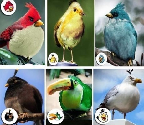 Какие они AngryBirds в реальности?!