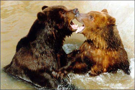 Покажите бурого медведя и медведицу?
