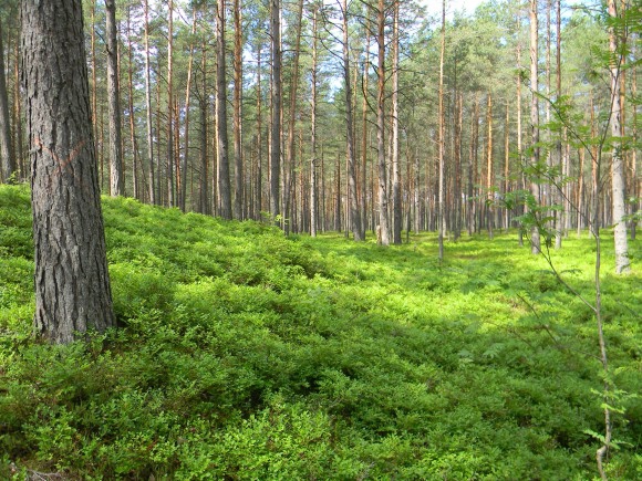 Покажите красивый лес?