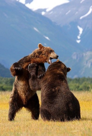 Покажите бурого медведя и медведицу?
