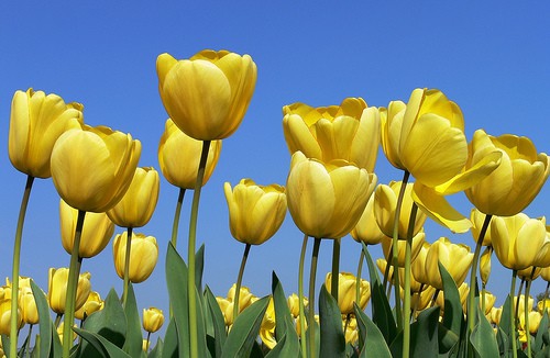 Скиньте пожалуйста красивую картинку желтых тюльпанов