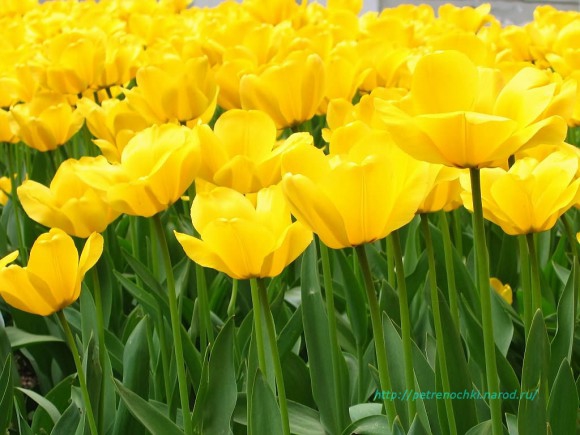 Скиньте пожалуйста красивую картинку желтых тюльпанов