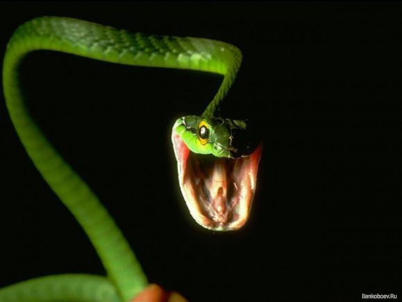покажите фото или обои змеи с открытой пастью?