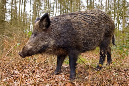 На каких животных охотятся в Латвии?