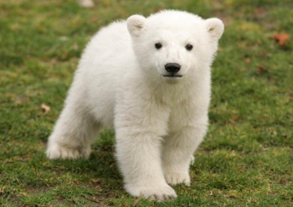 Покажите мне милую фотку полярного медвежонка?