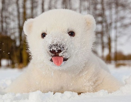 Покажите мне милую фотку полярного медвежонка?