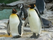 Japānas pingvīni