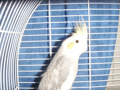moj Ronjushka :)))