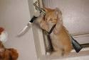 Counter-Strike Cat :D