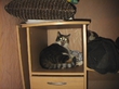 It Is My Cat =) Druhnet u brateljnika v stole =)))
