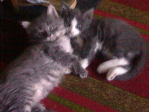 мои любимые котятки 