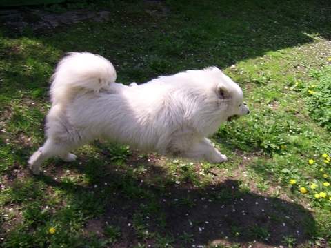 Arci
