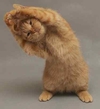 Pusja