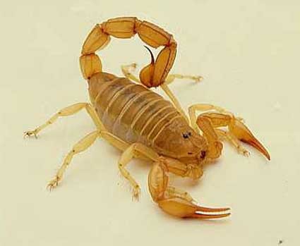 king scorpion