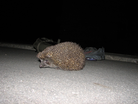 HEDGEHOG