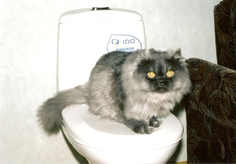 Каждый котёнок глубоко в душе тигр!