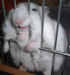 Cute pats