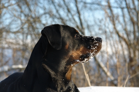 My snow dog :)