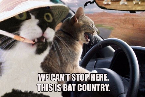 Cats
