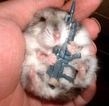Hamster With Gun
