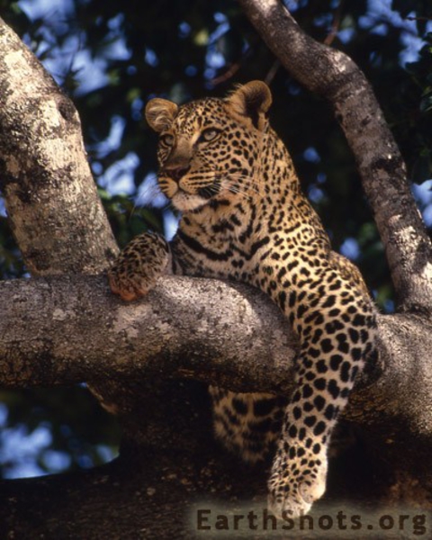 Leopard_