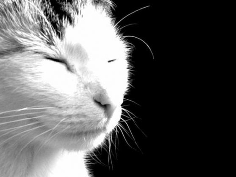КоТ