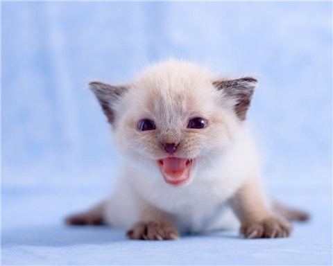 котя.. милаашка :)