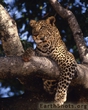 Leopard_