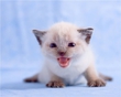 котя.. милаашка :)