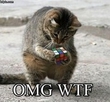 Cat :d