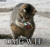 Cat :d