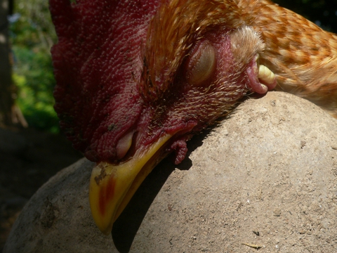 2 в 1