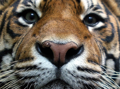 Tigra Face