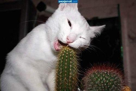^,..,^