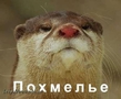 poxmel