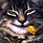 кошак