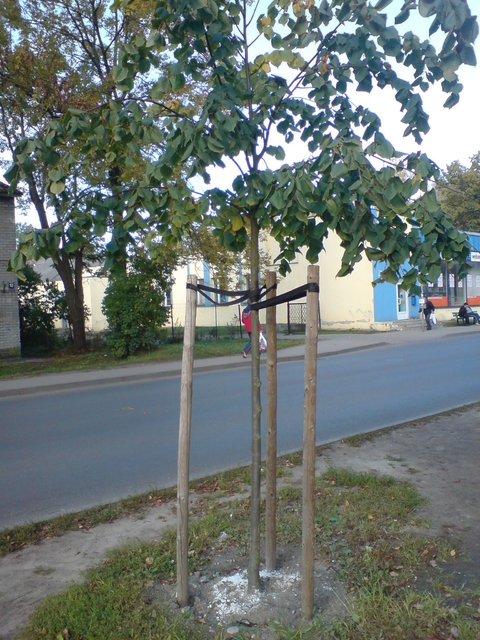 Сруби три,вырасти одно