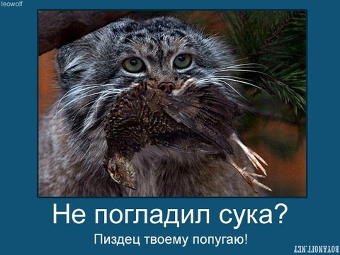 Погладь кота, сука =))))))
