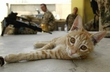 армейский кот
