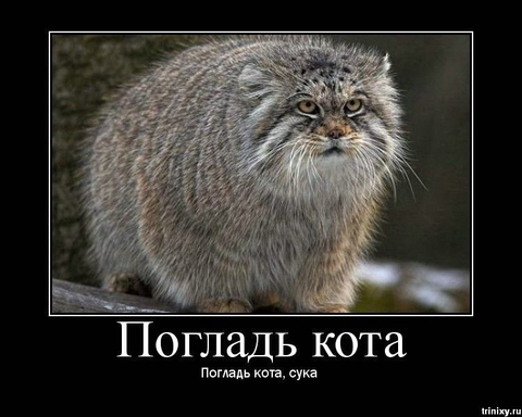 moj kot