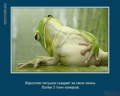 Интересные факты о животных_4