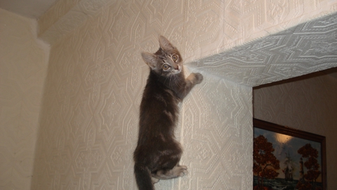 все равно я выше :)