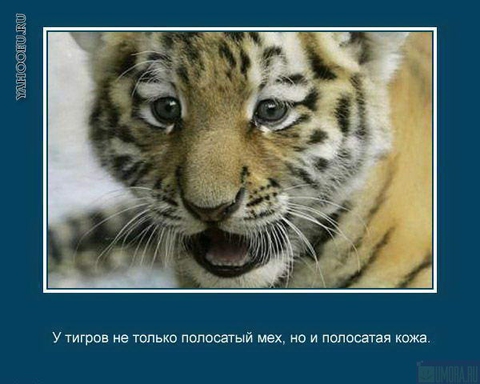 Интересные факты о животных_2