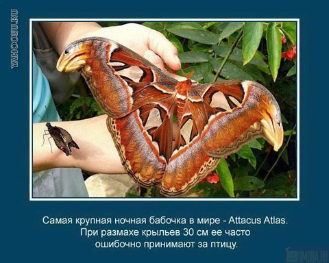 Интересные факты о животных_6